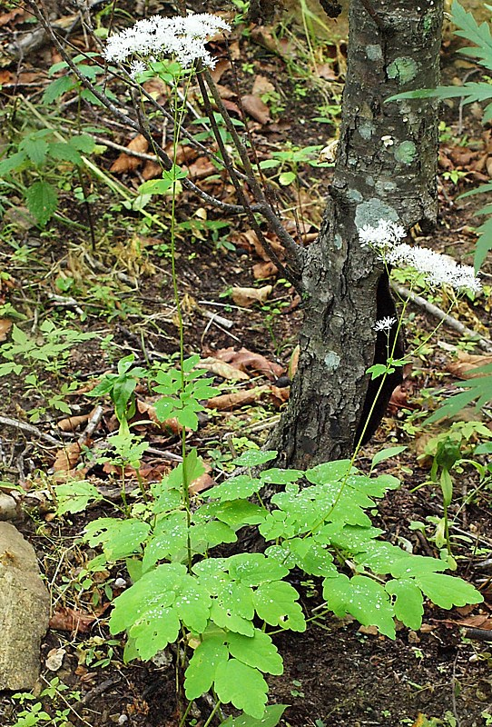 Image of Thalictrum tuberiferum specimen.