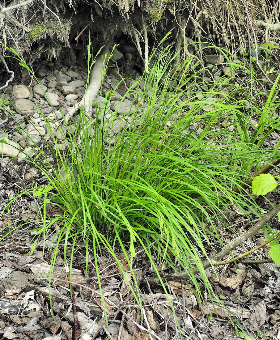 Image of Carex augustinowiczii specimen.