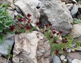 Rhodiola coccinea