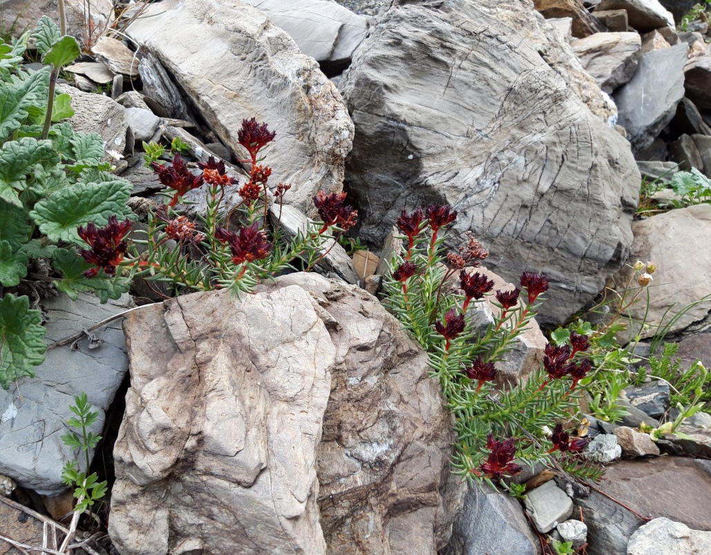 Image of Rhodiola coccinea specimen.