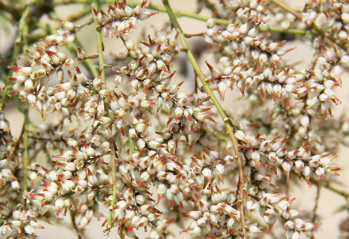 Image of Tamarix ramosissima specimen.