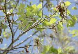 Populus alba
