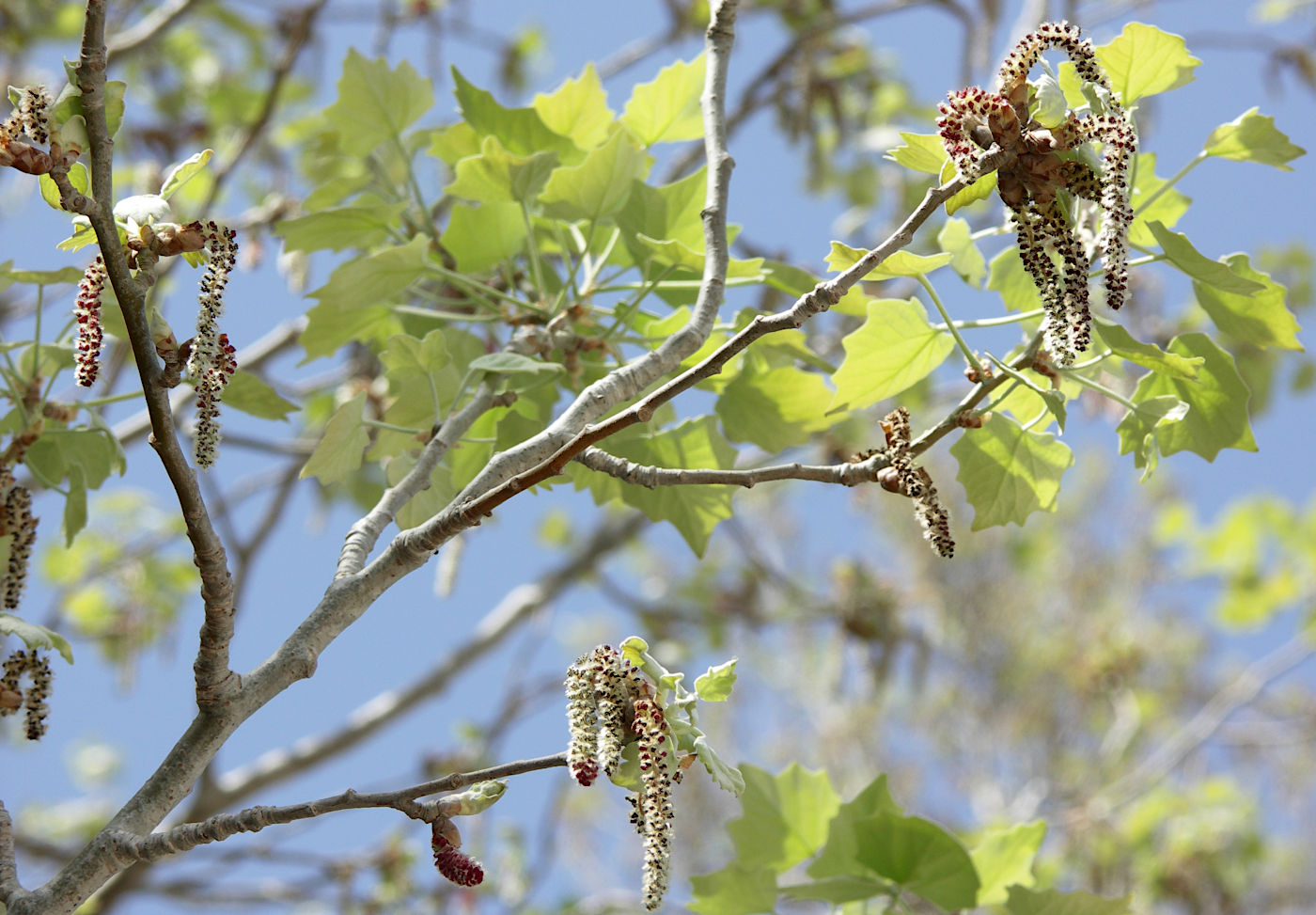 Изображение особи Populus alba.