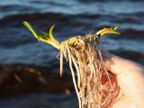 Nuphar lutea. Молодое растение с развивающимися листьями, вымытое волнами из субстрата. Ленинградская обл., окр. пос. Большая Ижора, берег Финского залива. 17.04.2021.