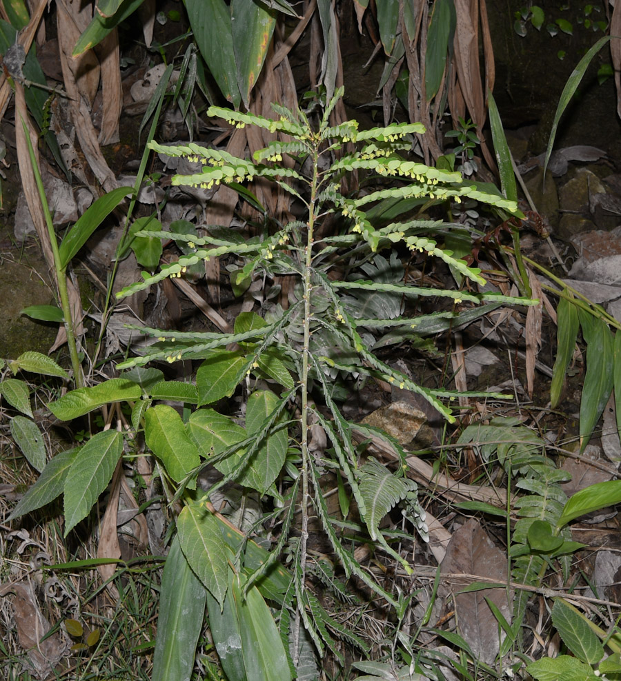 Image of Phyllanthus niruri specimen.