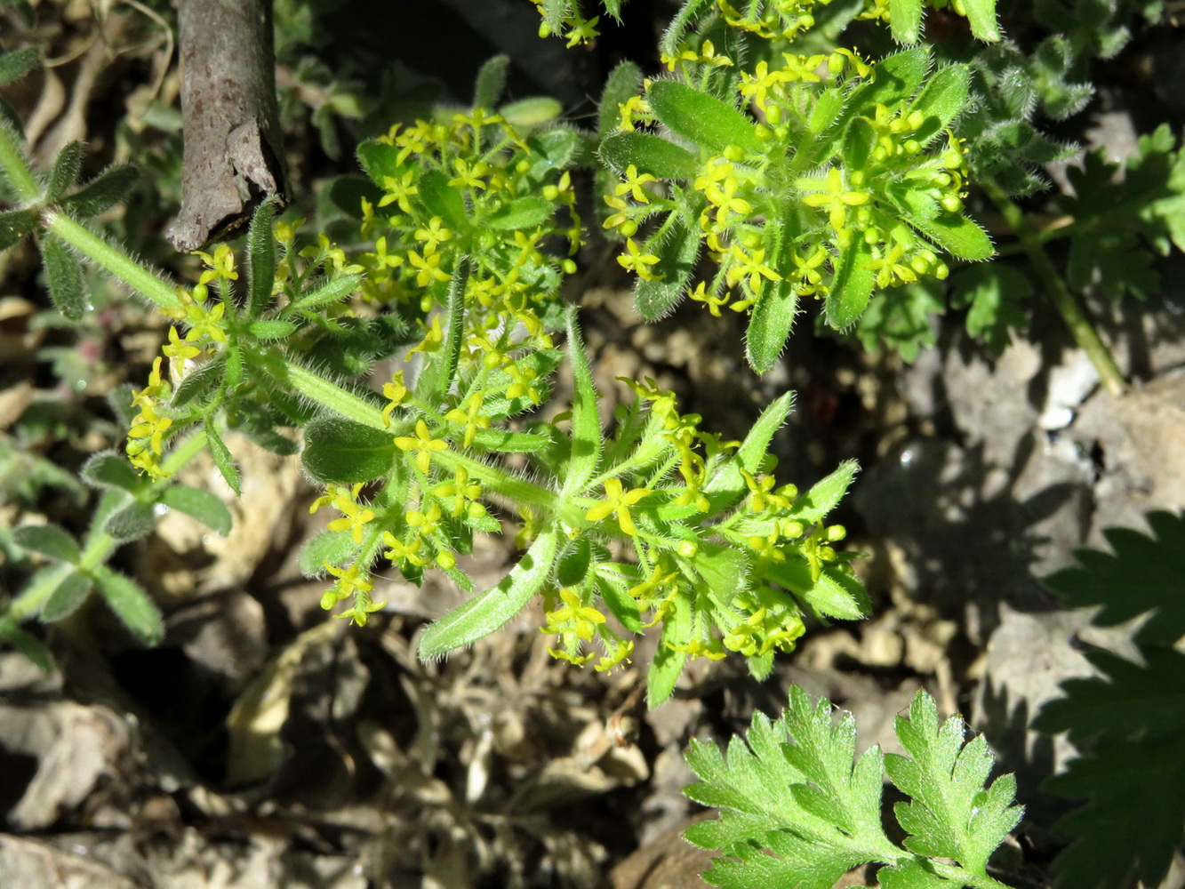 Image of Cruciata laevipes specimen.