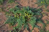 Astragalus longipetalus. Цветущее растение. Калмыкия, Лаганский р-н, г. Лагань, пустырь. 22.04.2021.