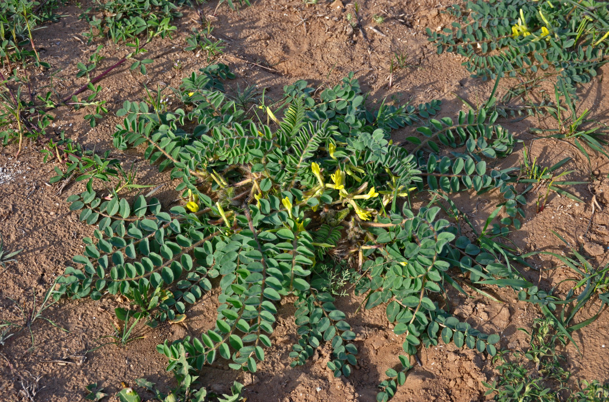 Image of Astragalus longipetalus specimen.