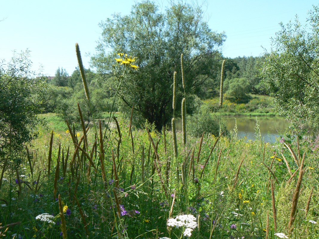 Image of Phleum pratense specimen.