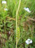 Cardamine rivularis