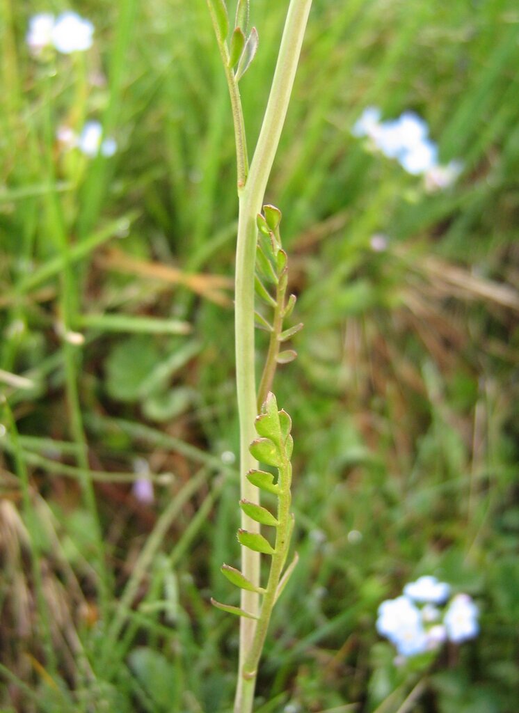 Изображение особи Cardamine rivularis.