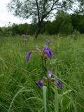 Iris setosa