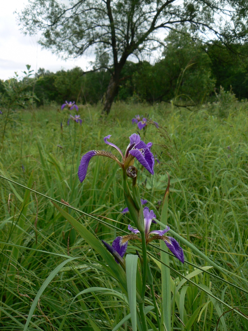 Image of Iris setosa specimen.