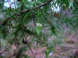 Juniperus communis