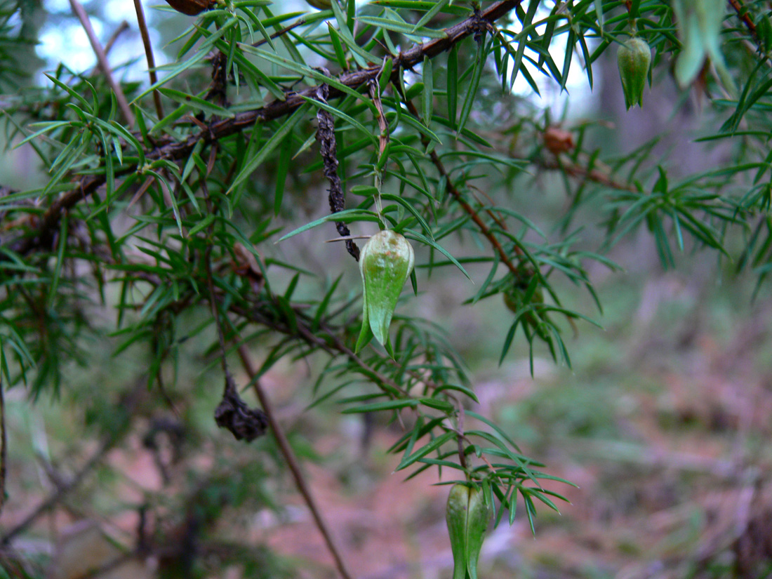 Image of Juniperus communis specimen.