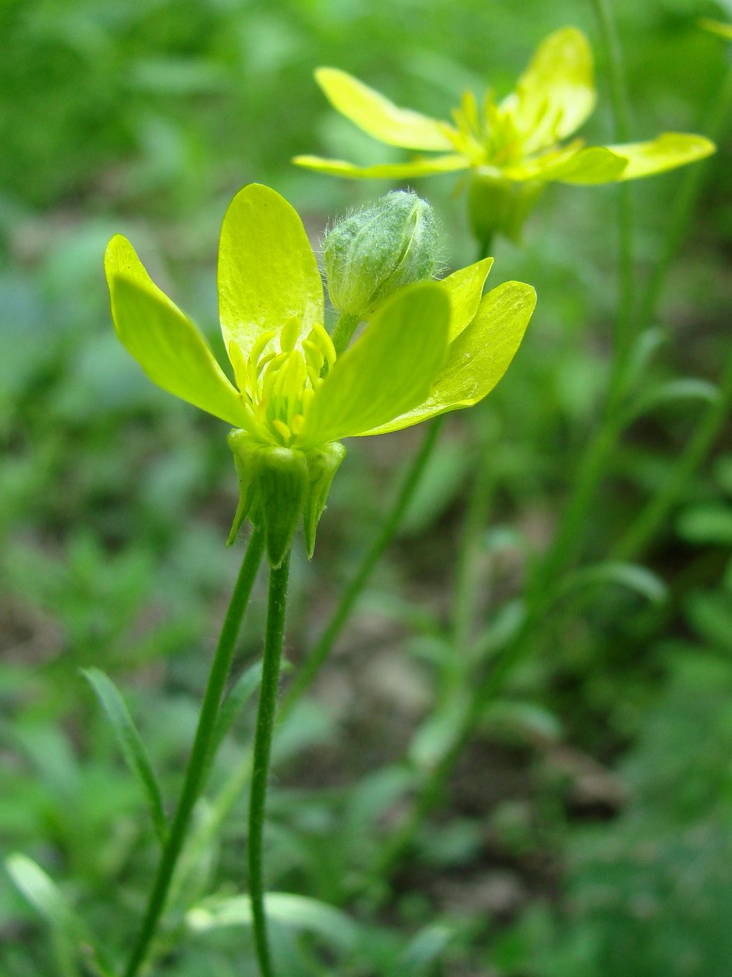 Image of Ranunculus oxyspermus specimen.