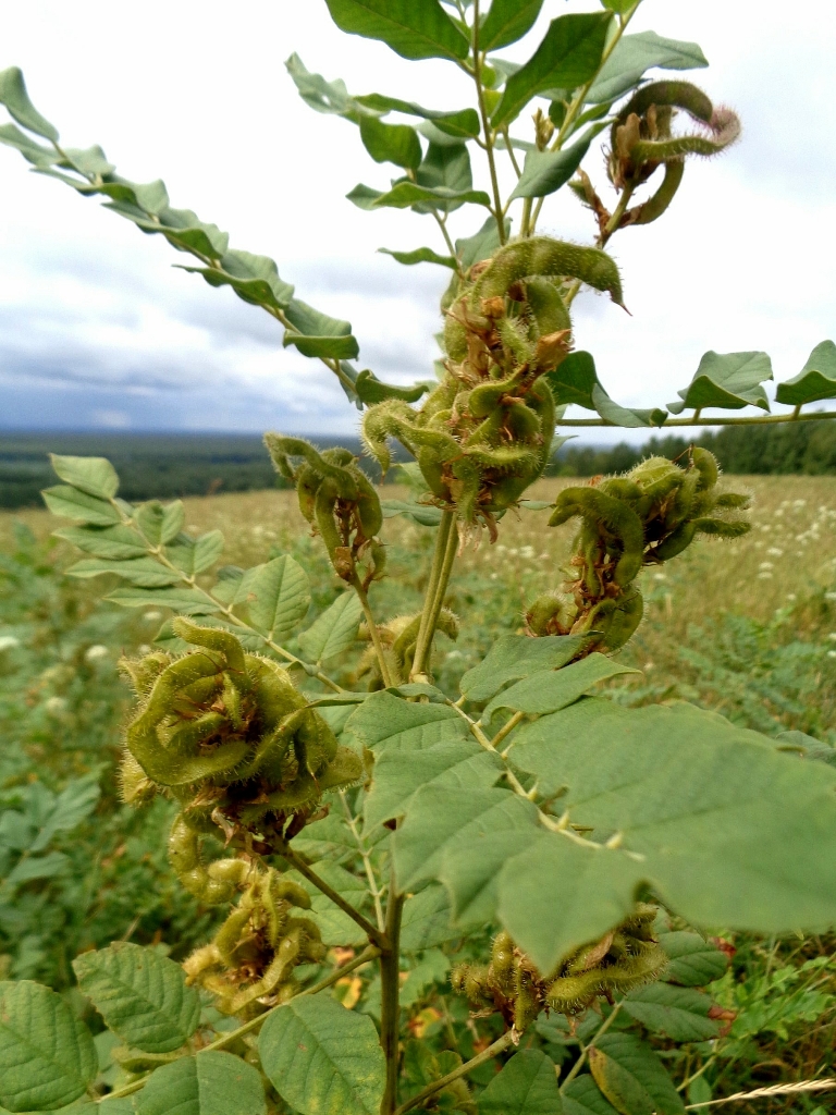 Изображение особи Glycyrrhiza uralensis.