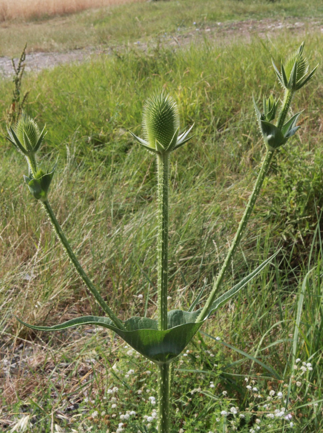 Изображение особи Dipsacus laciniatus.