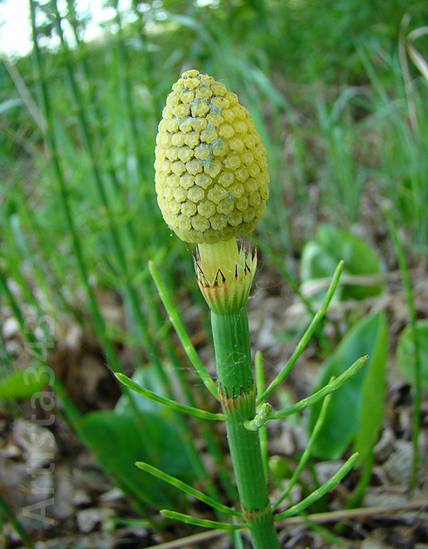 Изображение особи Equisetum fluviatile.