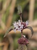 Mentha arvensis