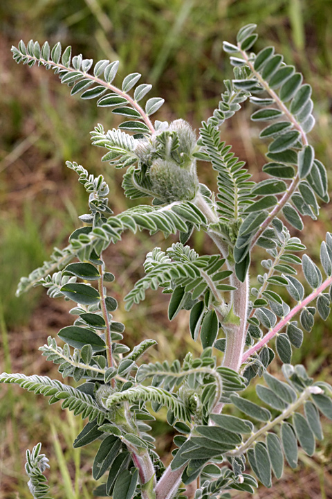 Image of Astragalus alopecias specimen.