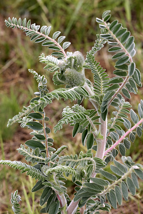 Изображение особи Astragalus alopecias.