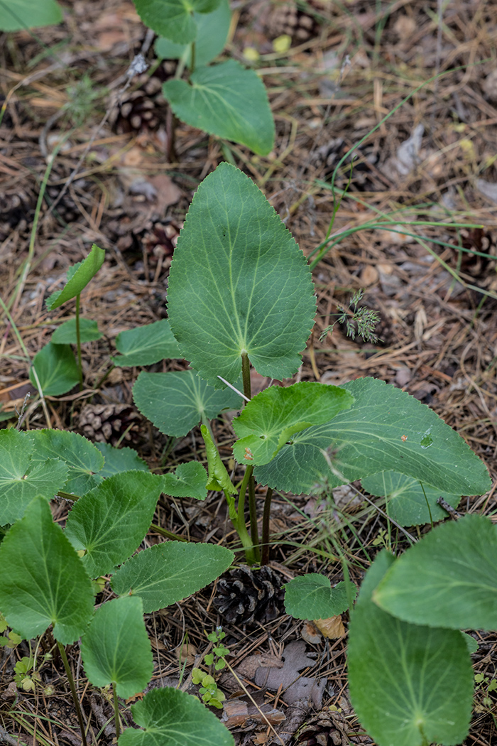 Image of Eryngium planum specimen.