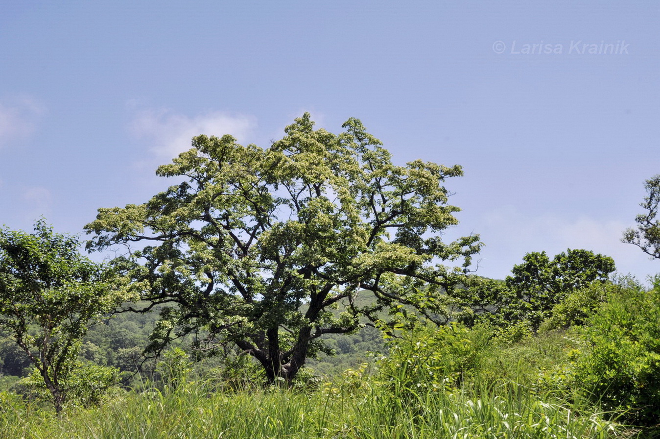 Image of Tilia amurensis specimen.