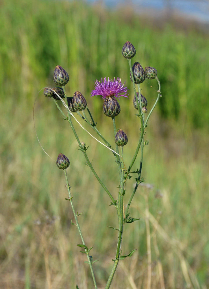 Image of Centaurea scabiosa specimen.