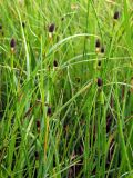 Equisetum fluviatile. Верхушки побегов со стробилами. Магаданская обл., г. Магадан, нижнее течение р. Магаданка, заболоченный участок. 06.07.2014.