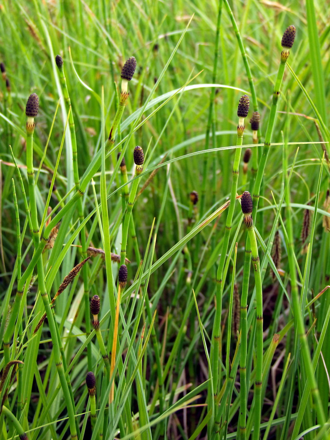 Image of Equisetum fluviatile specimen.