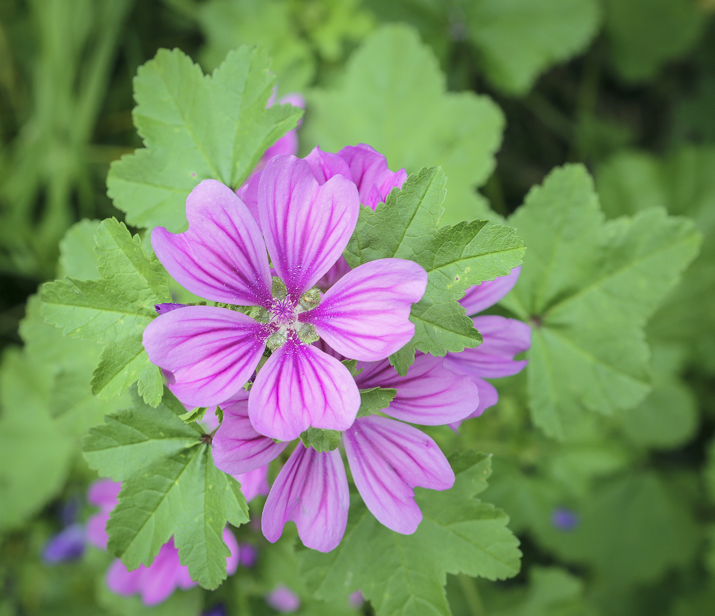 Image of Malva mauritiana specimen.