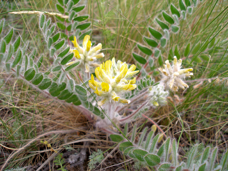 Image of Astragalus dasyanthus specimen.