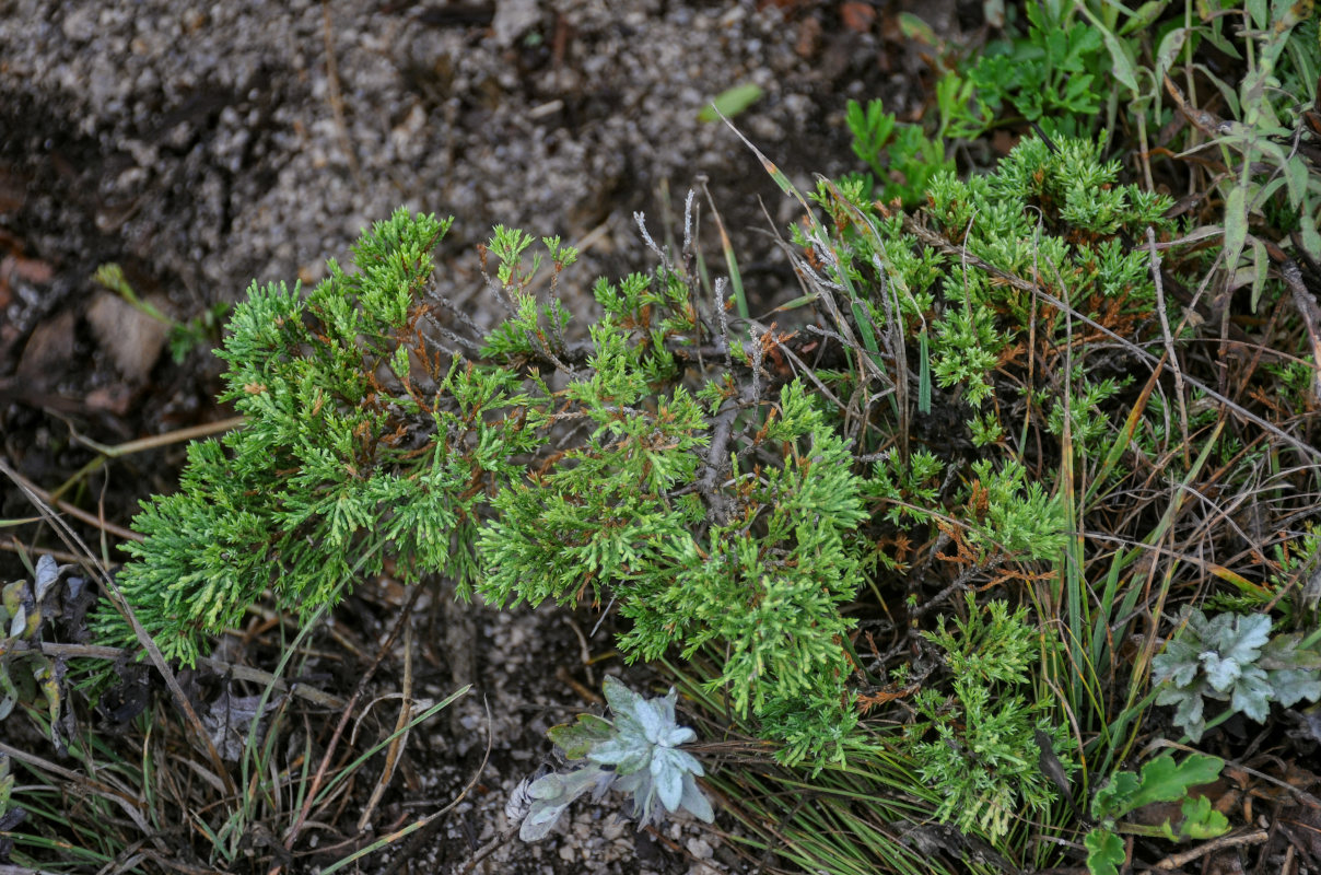 Изображение особи Juniperus davurica.