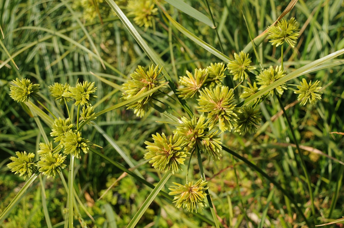 Image of Cyperus eragrostis specimen.