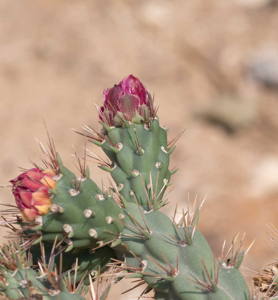 Изображение особи Cylindropuntia cholla.
