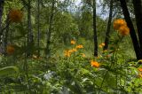 Trollius asiaticus. Цветущие растения на окраине берёзового леса. Новосибирская обл., Мошковский р-н. 13.06.2010.
