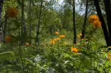 Trollius asiaticus