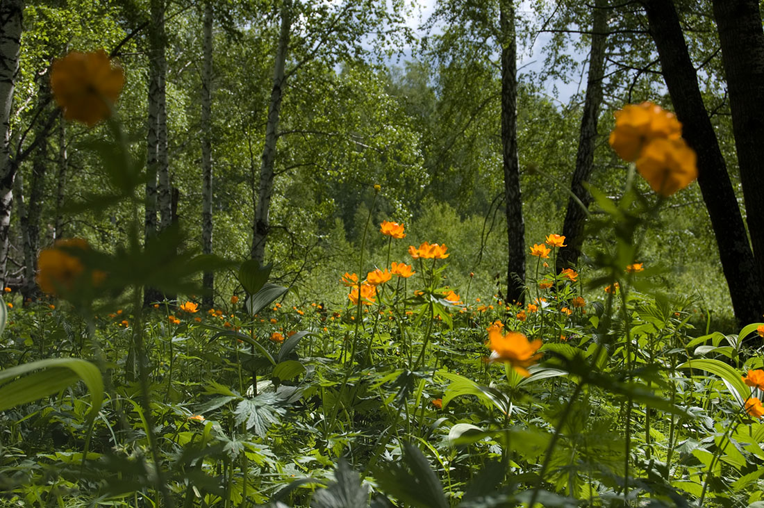 Изображение особи Trollius asiaticus.