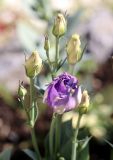 Eustoma grandiflorum. Цветок и бутоны. Томская обл., г. Томск, окр. Академгородок, в культуре. 21.08.2021.