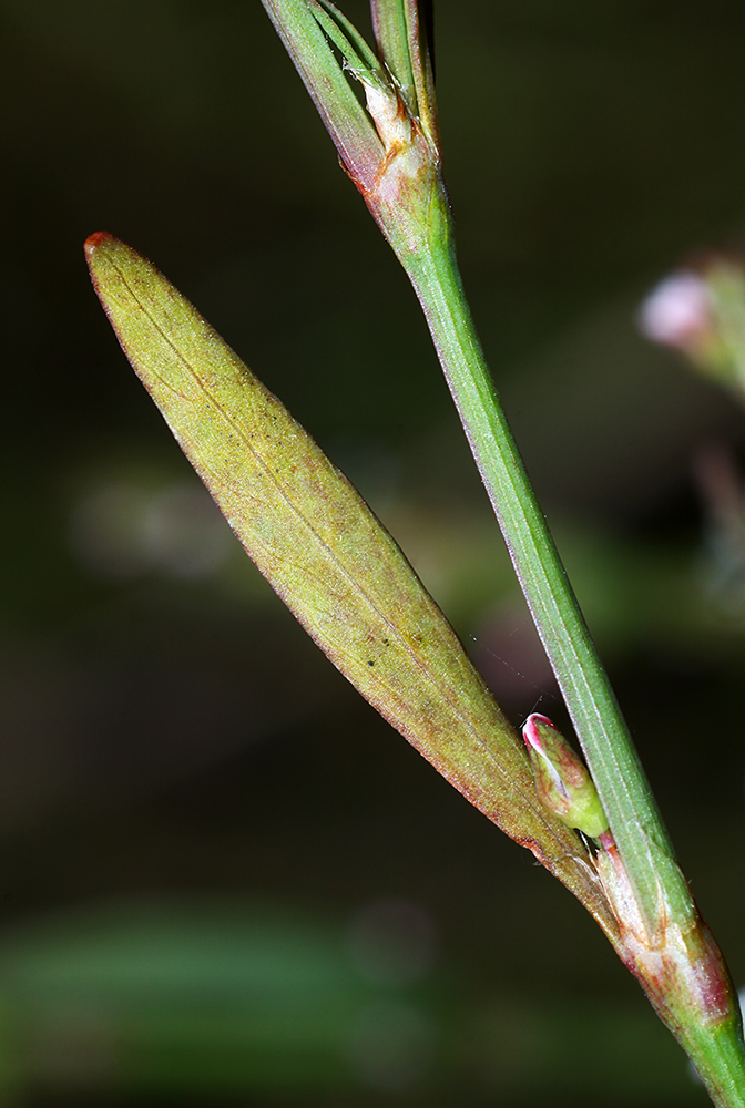 Изображение особи Polygonum fusco-ochreatum.