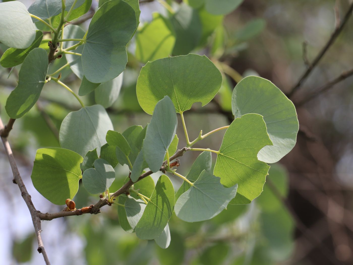 Image of Populus pruinosa specimen.