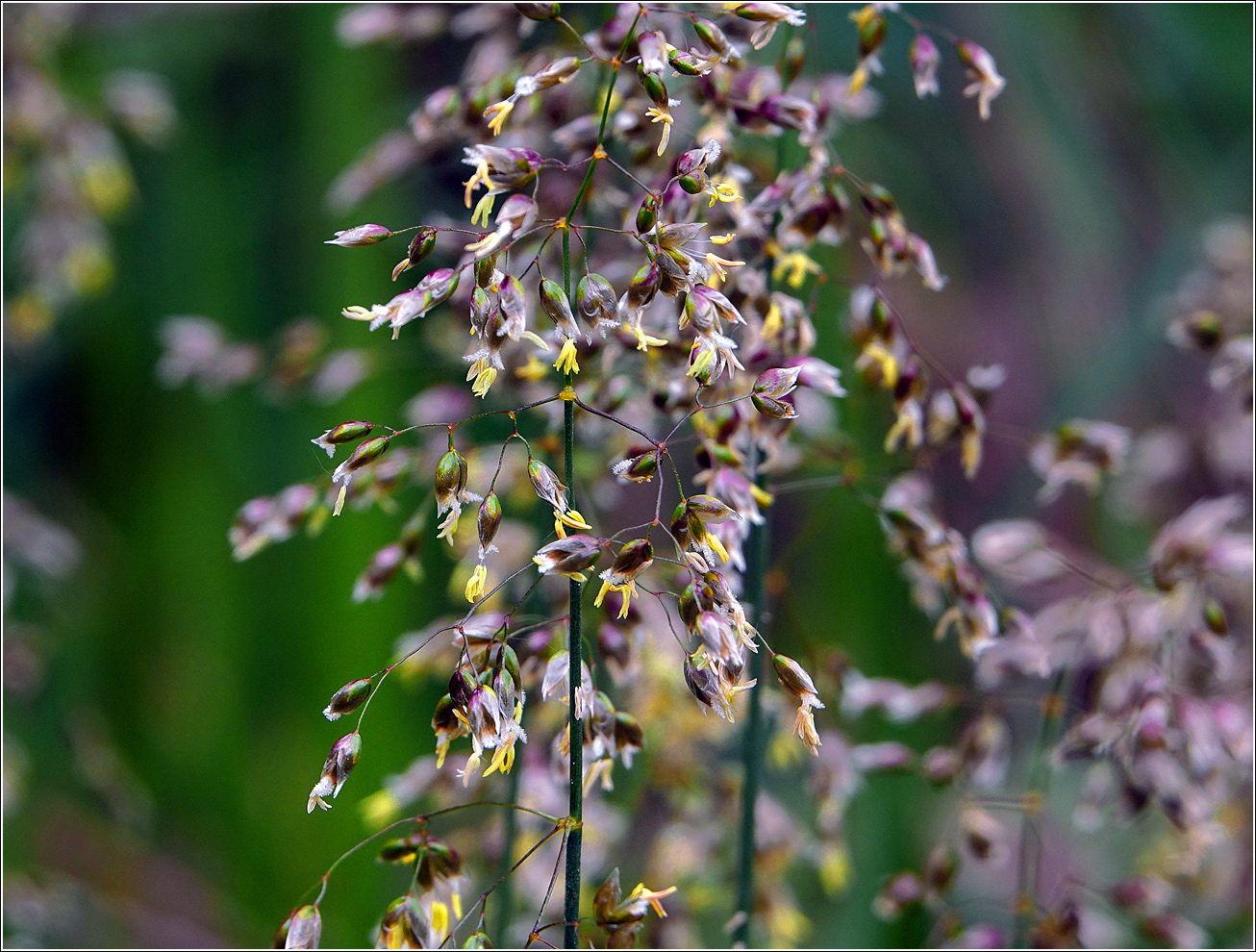 Image of Hierochloe odorata specimen.