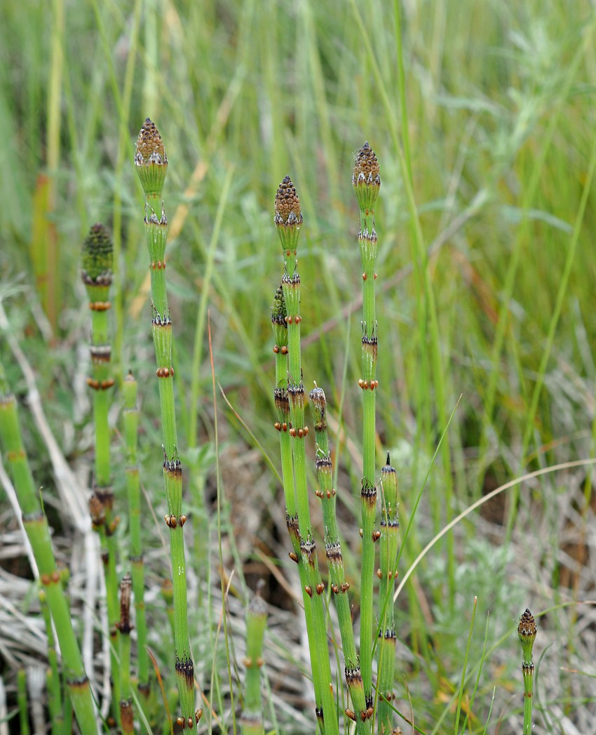 Изображение особи Equisetum ramosissimum.