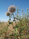 Echinops subglaber. Верхушка цветущего растения. Южный Казахстан, вост. предгорья хр. Сырдарьинский Каратау, Закаратауская равнина (возвышенность), сев. побережье оз. Ащиколь, сухая солоноватая степь. 26 июня 2022 г.