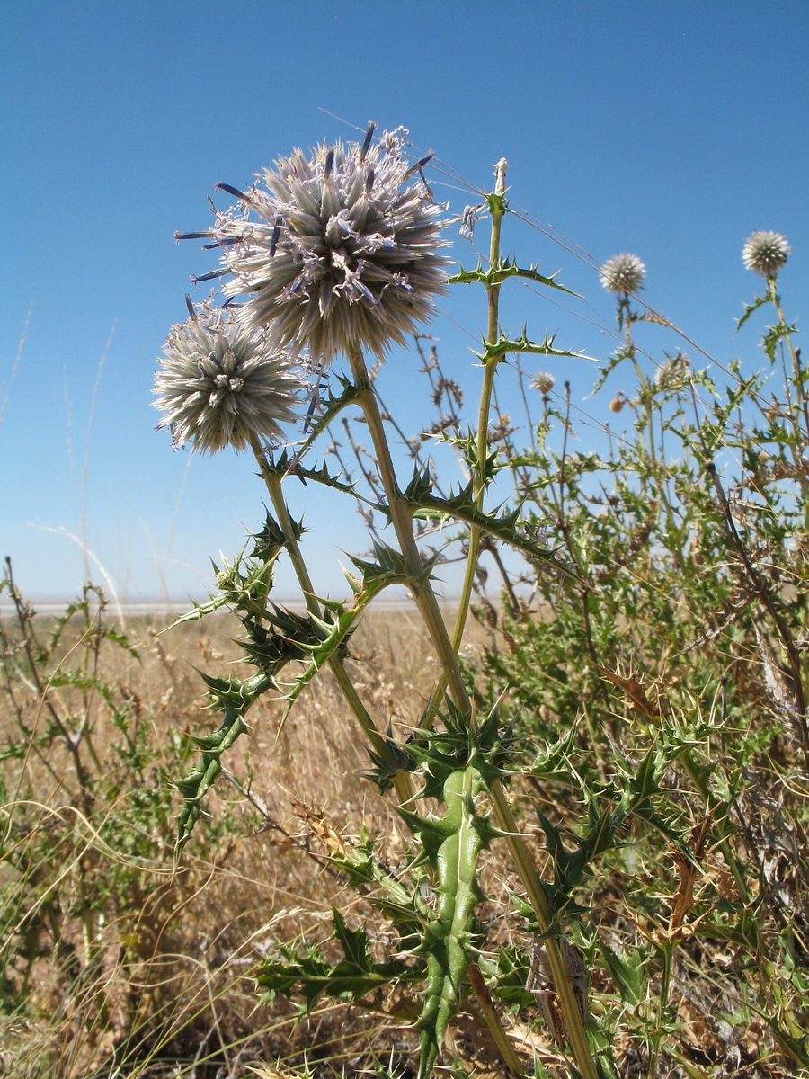 Изображение особи Echinops subglaber.