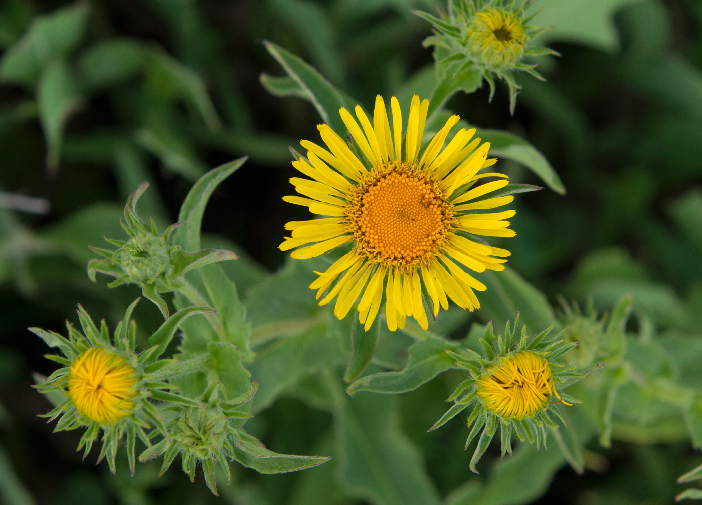 Изображение особи Inula britannica.