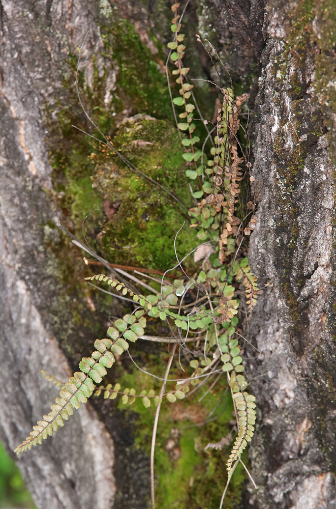 Изображение особи Asplenium trichomanes.