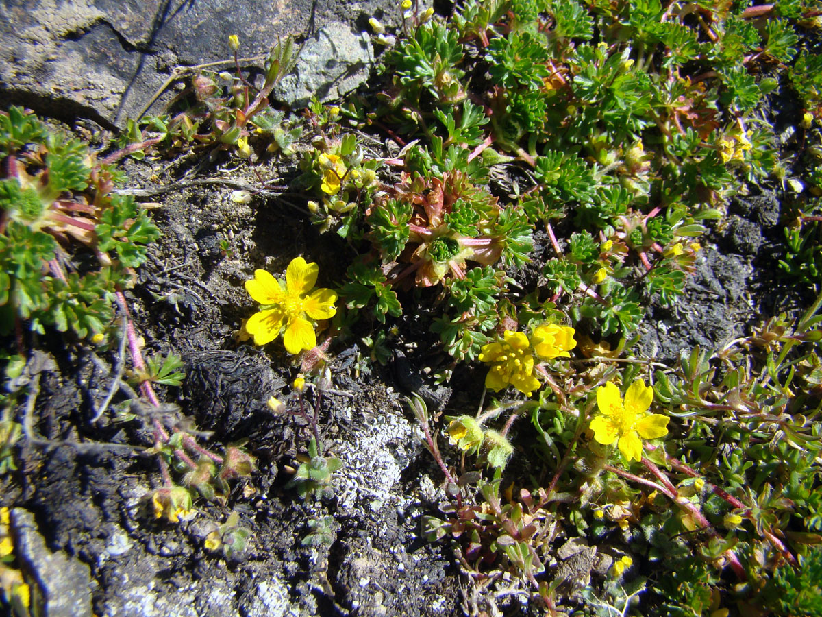 Изображение особи Potentilla flabellata.