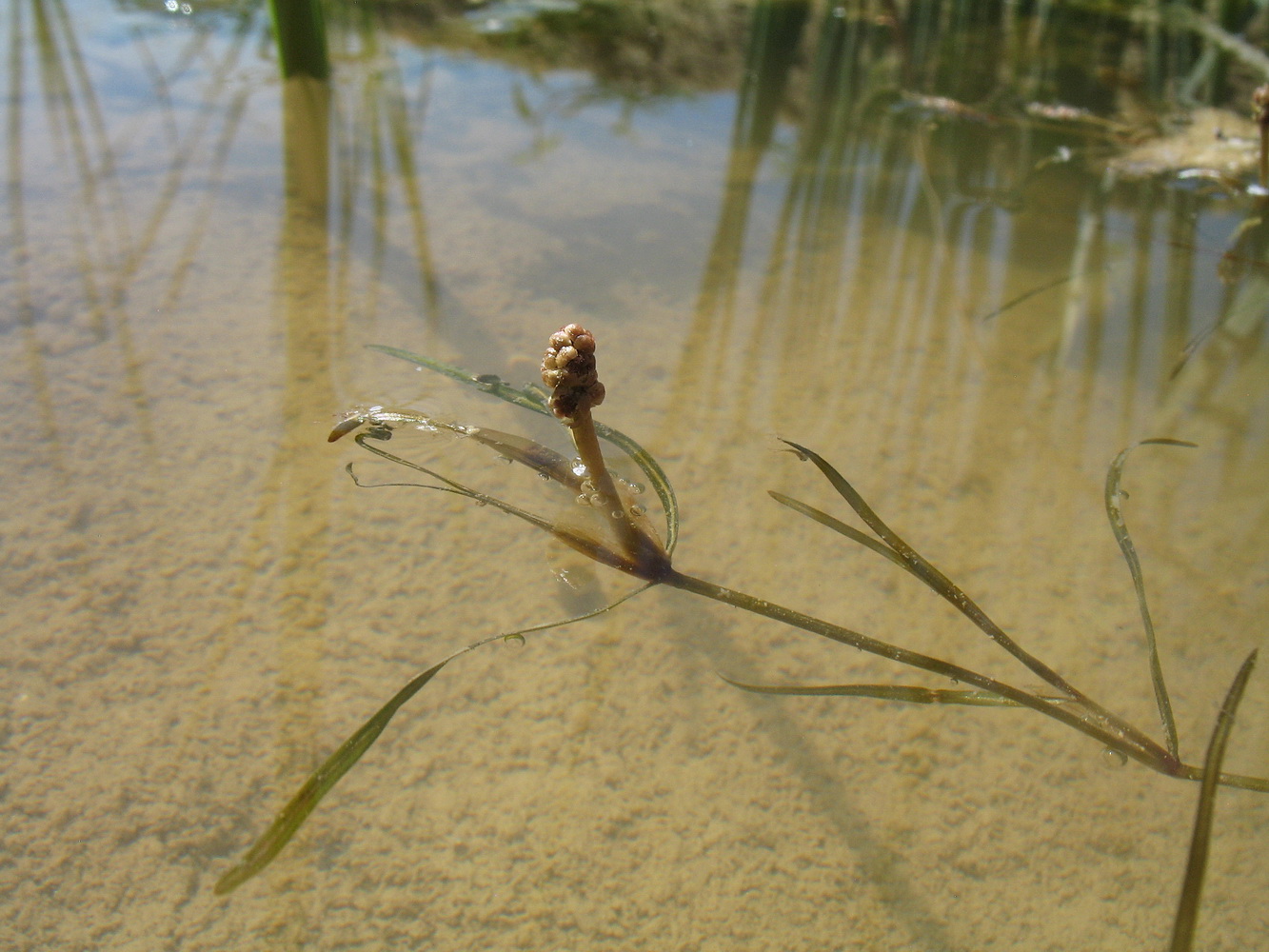 Image of Potamogeton obtusifolius specimen.